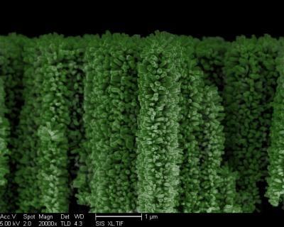 This is an electronic microscopic image of a nanoforest, or 3D branched nanowire array with green ti