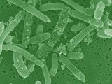 E. Coli