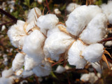 Raw cotton