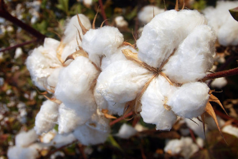 Raw cotton