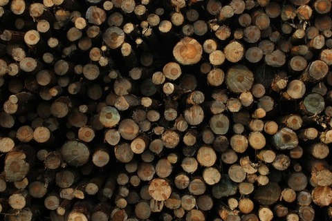 Wood