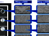 Salmonella biofilms on various surfaces