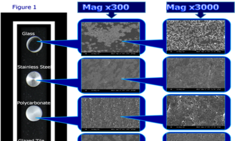 Salmonella biofilms on various surfaces