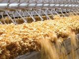 Cereal drying plant