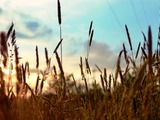 Corn field