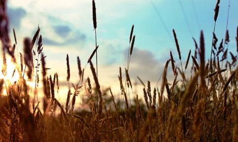 Corn field