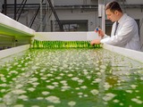 Algae-power under the microscope