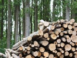 Biomass wood 